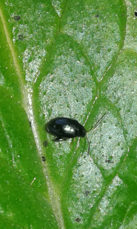 Chrysomelidae Galerucinae trib Alticini? S.